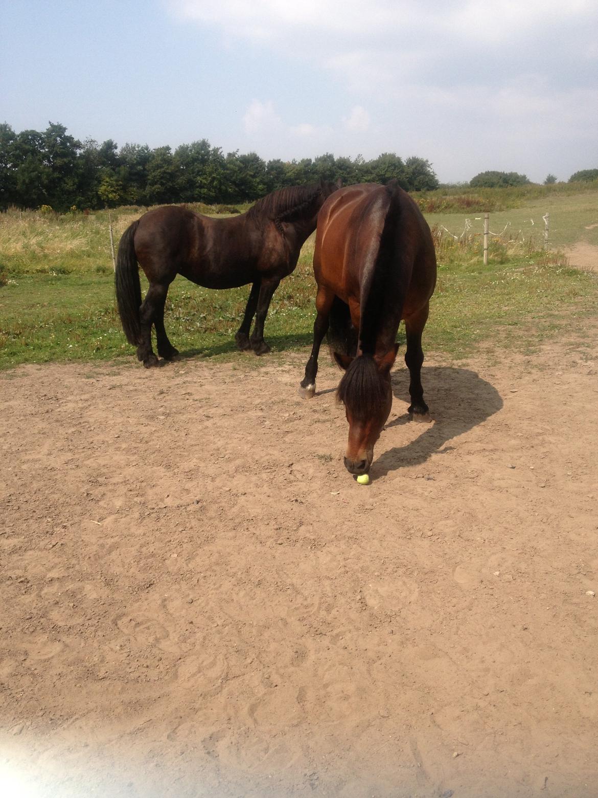 Nordsvensk Skovhest Snøvsen billede 12