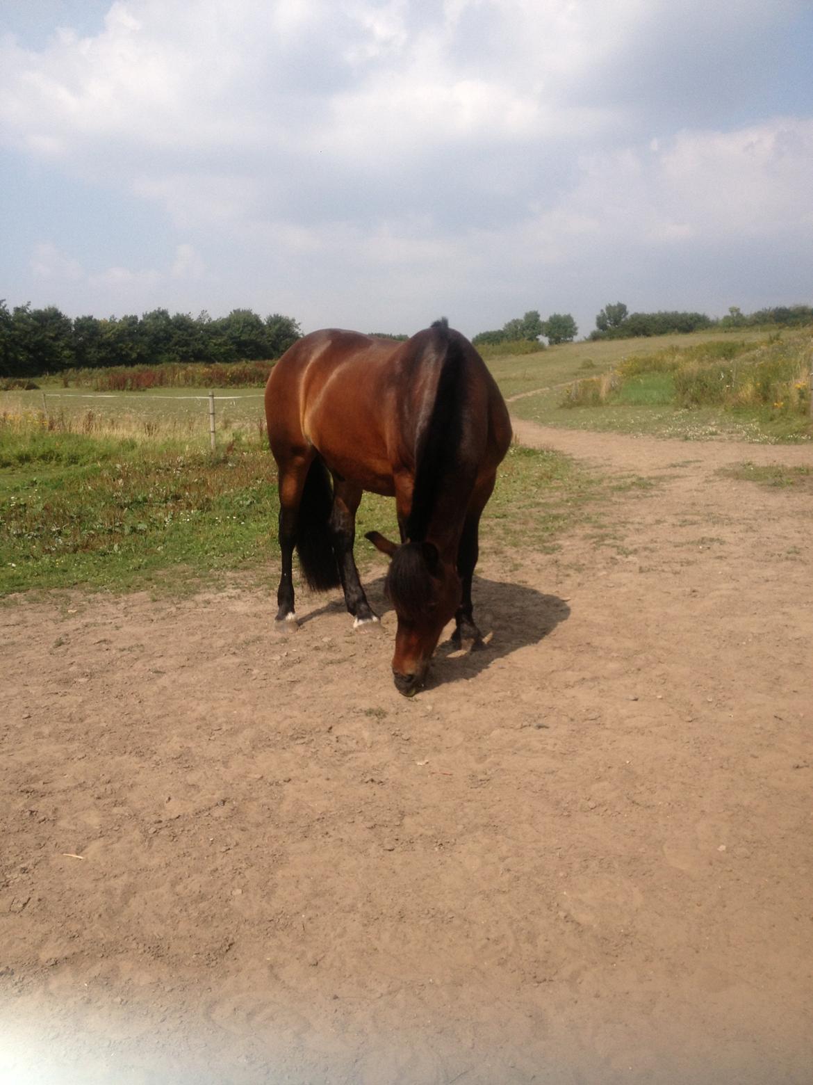 Nordsvensk Skovhest Snøvsen billede 13