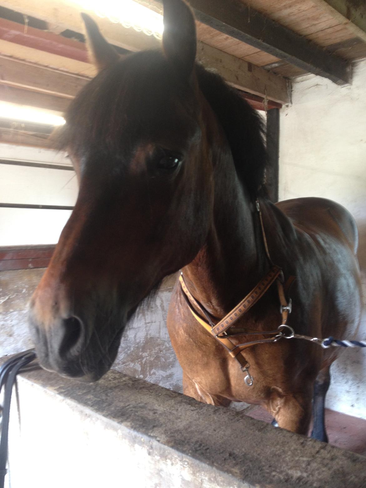 Nordsvensk Skovhest Snøvsen - En møgforkælet, glad dreng. billede 3