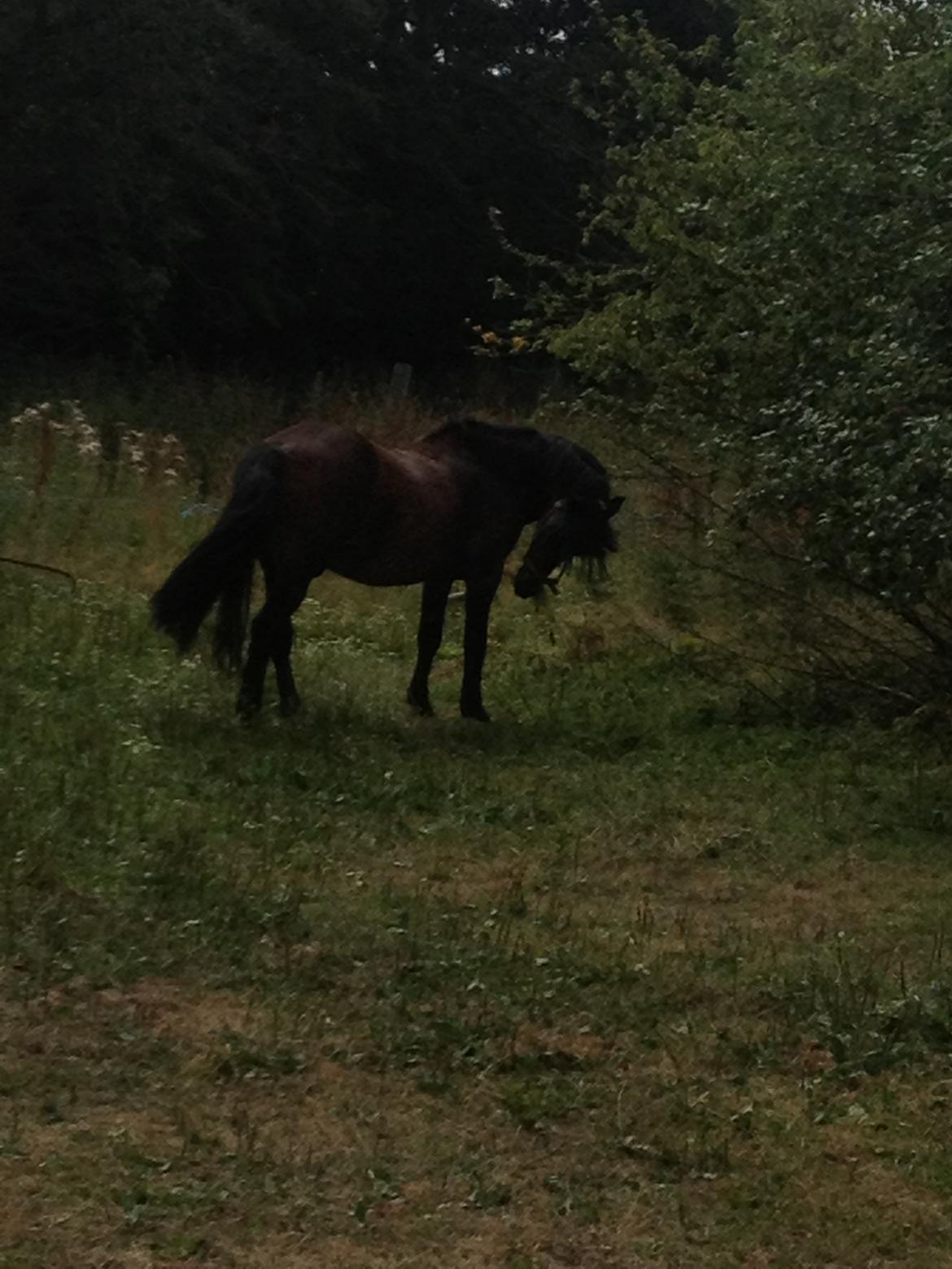 Nordsvensk Skovhest Snøvsen - Tuller lidt rundt på gården og hygger sig, efter træning. billede 14