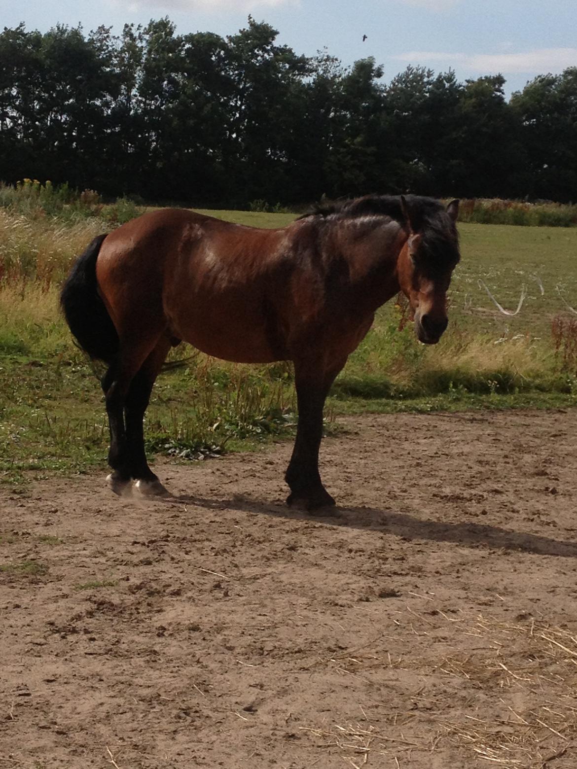 Nordsvensk Skovhest Snøvsen billede 15