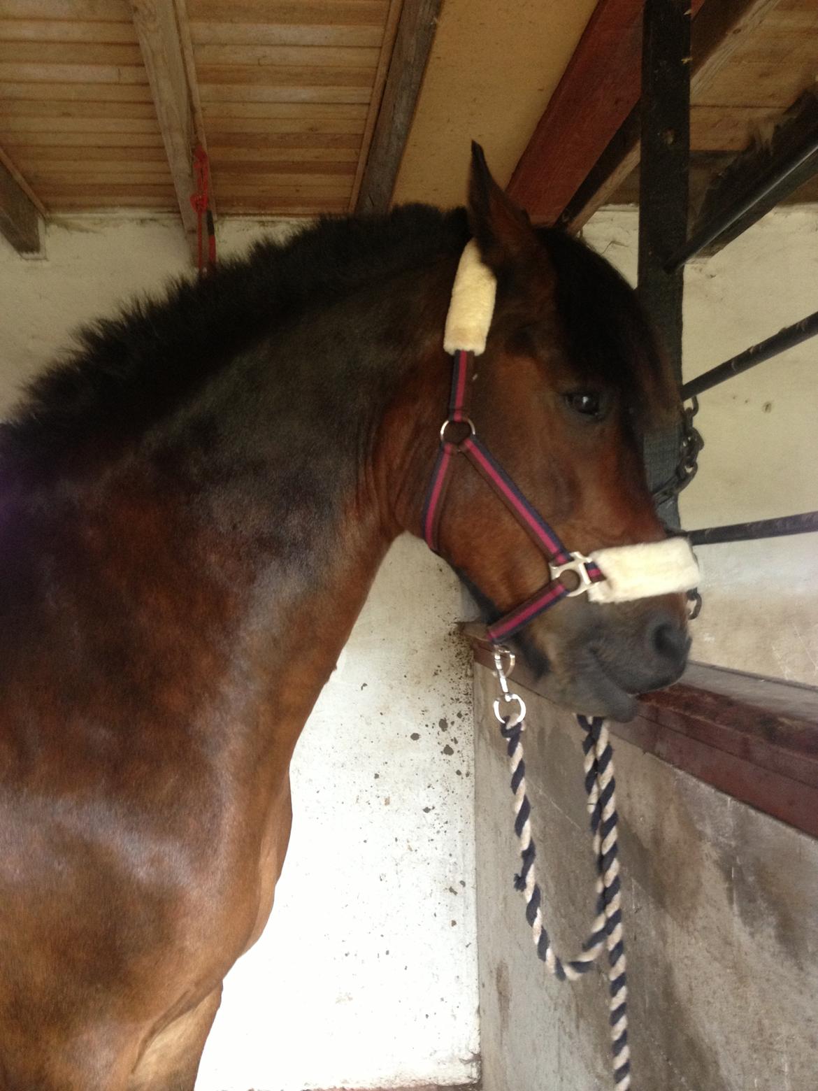 Nordsvensk Skovhest Snøvsen - fy fy billede 16