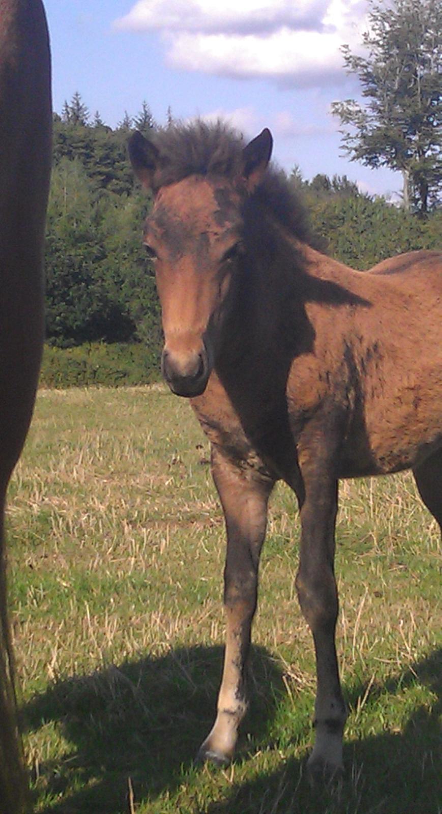 Islænder Kongur fra Fuglsang billede 4