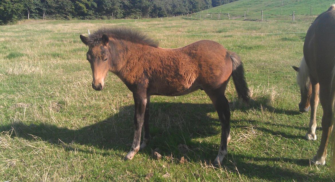 Islænder Kongur fra Fuglsang billede 5