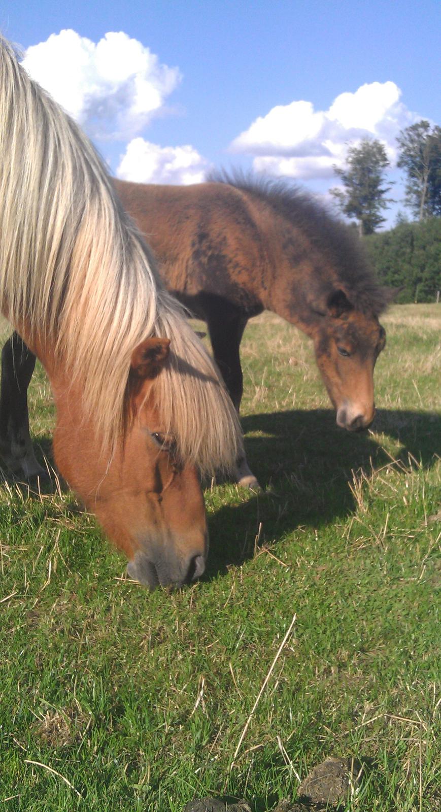 Islænder Kongur fra Fuglsang billede 6