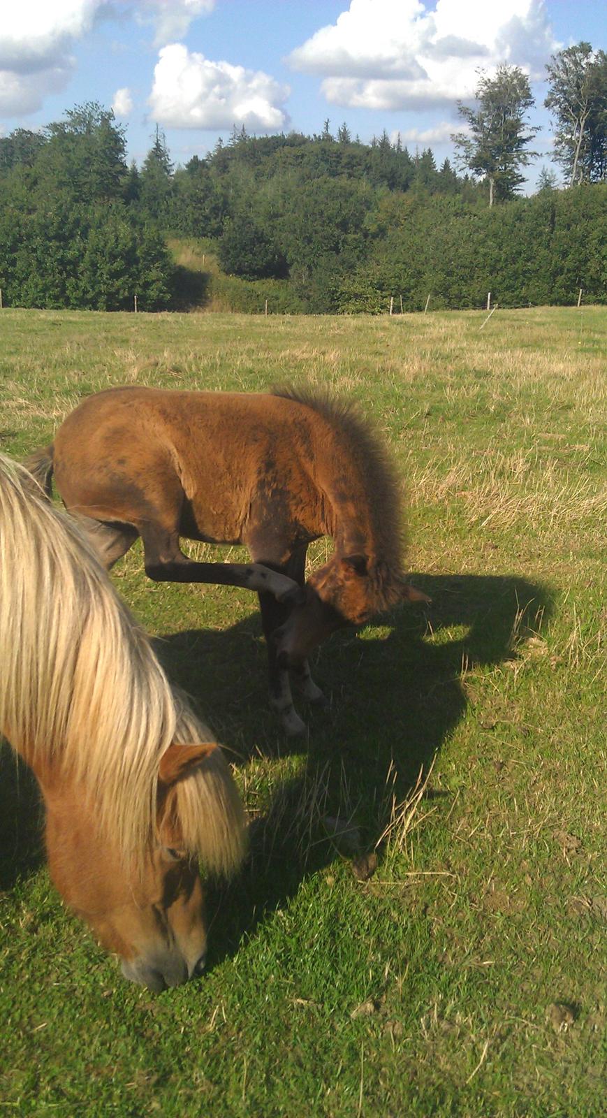 Islænder Kongur fra Fuglsang billede 3