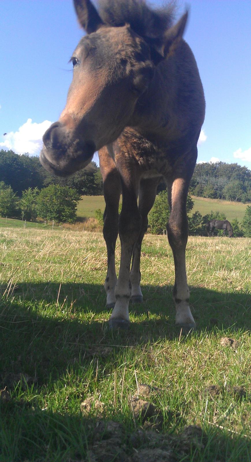 Islænder Kongur fra Fuglsang billede 1