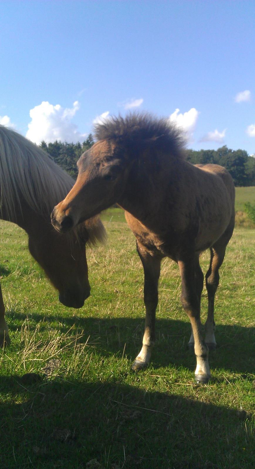 Islænder Kongur fra Fuglsang billede 7