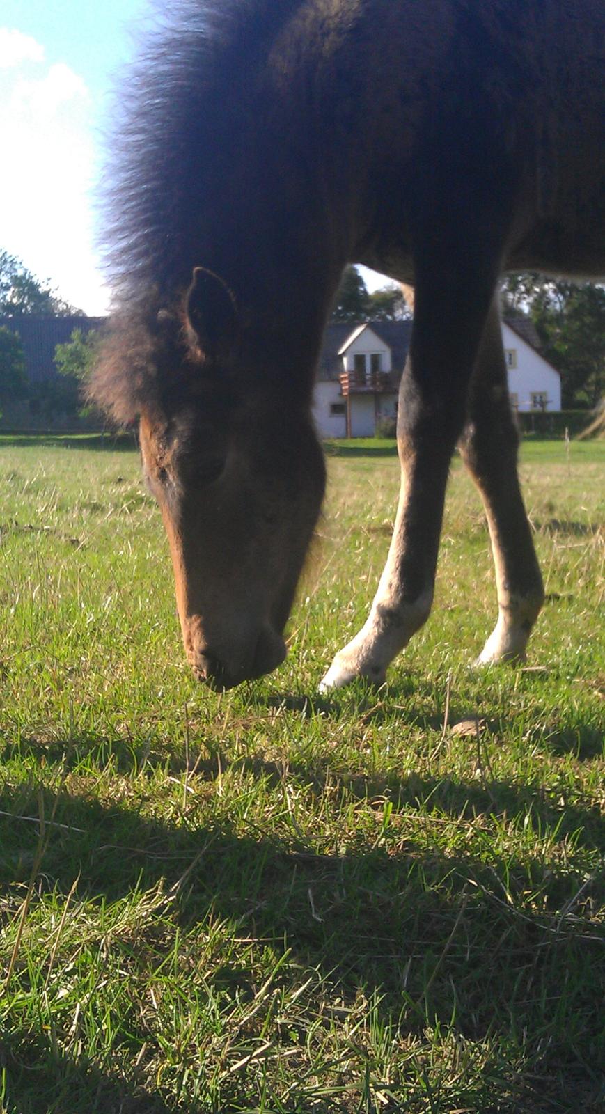 Islænder Kongur fra Fuglsang billede 8