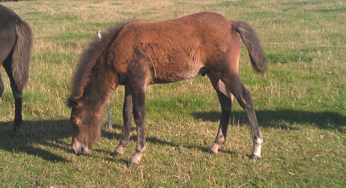 Islænder Kongur fra Fuglsang billede 9