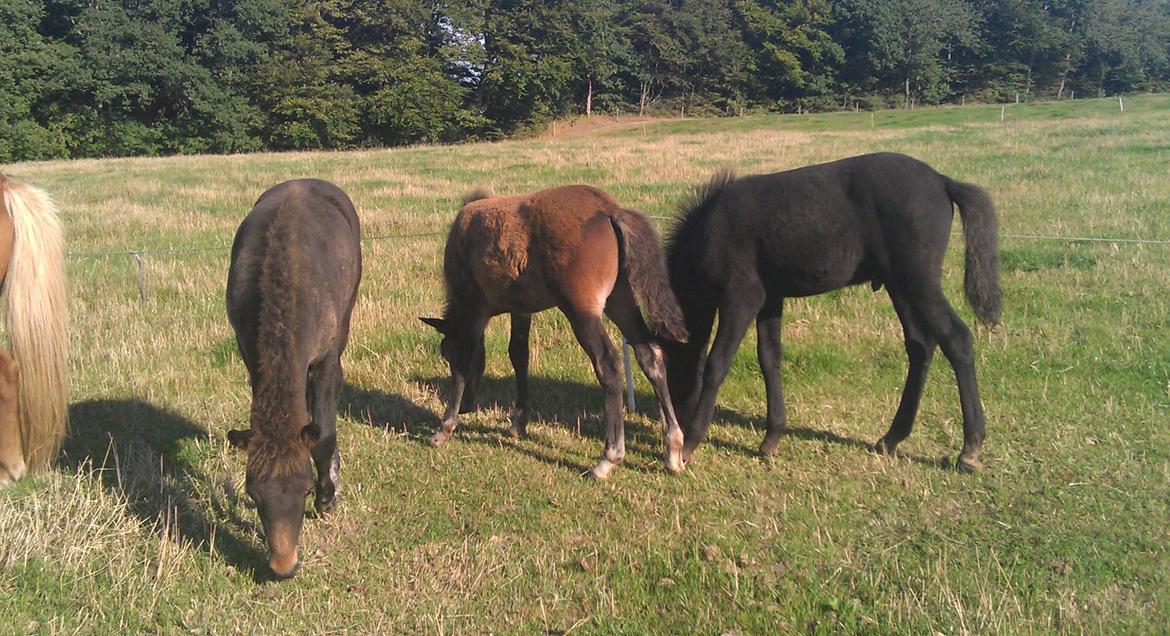 Islænder Kongur fra Fuglsang billede 10