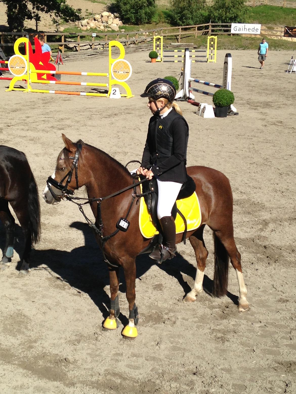 Welsh Pony (sec B) Smukke billede 17