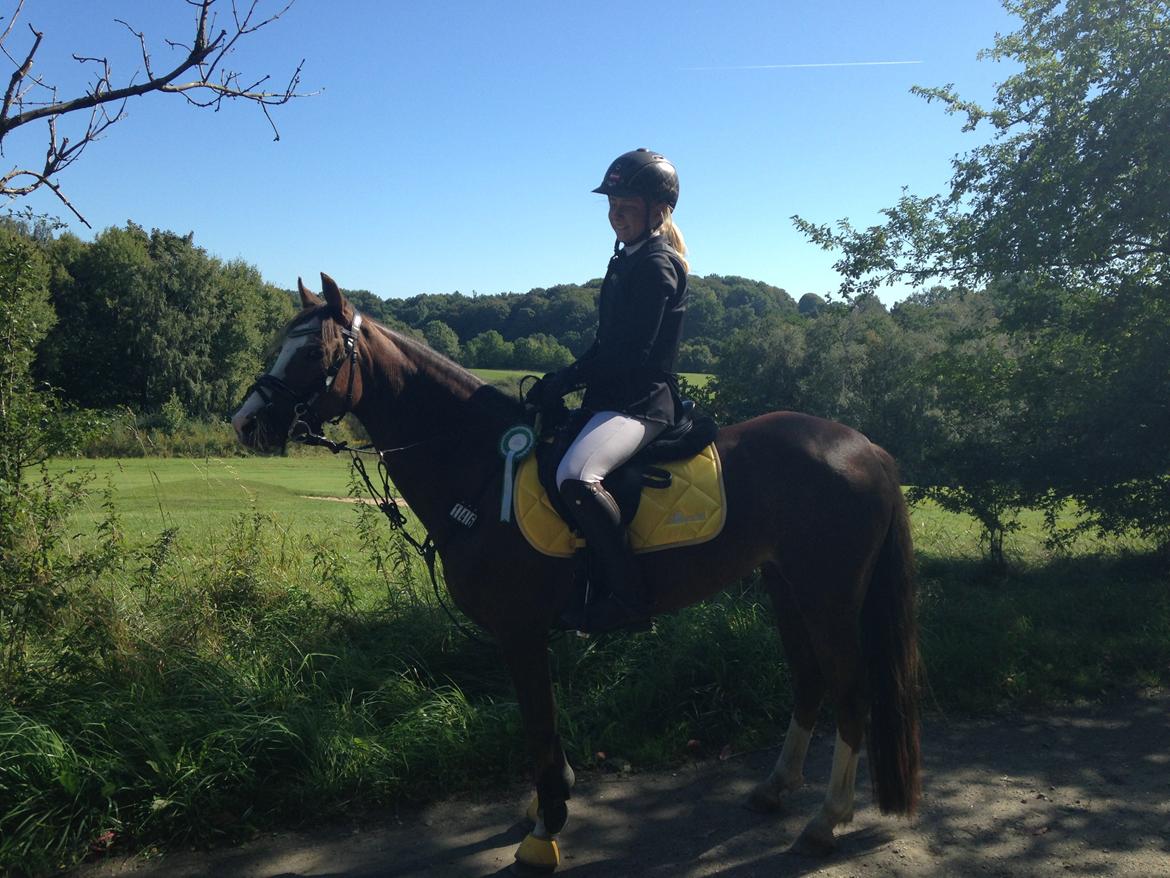 Welsh Pony (sec B) Smukke billede 18