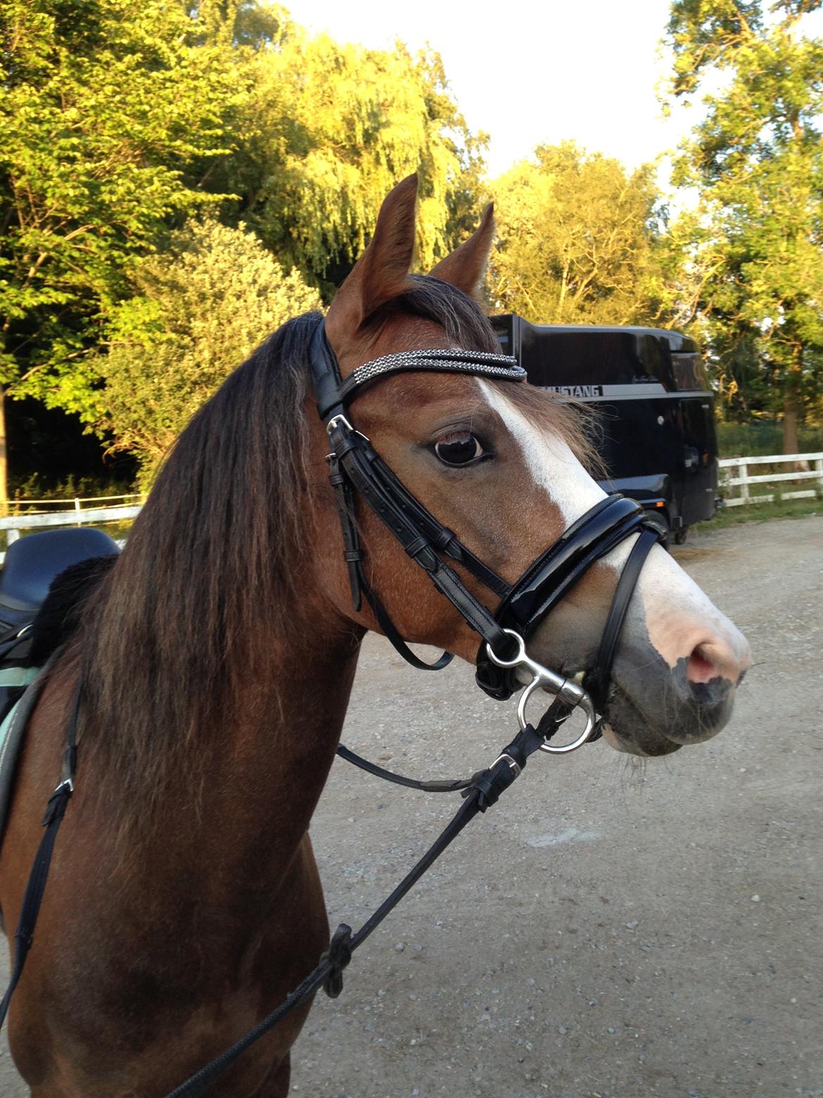 Welsh Pony (sec B) Smukke billede 19