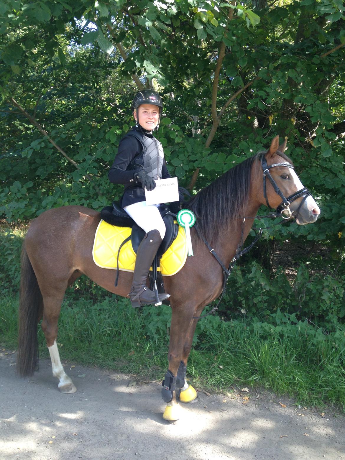 Welsh Pony (sec B) Smukke billede 20