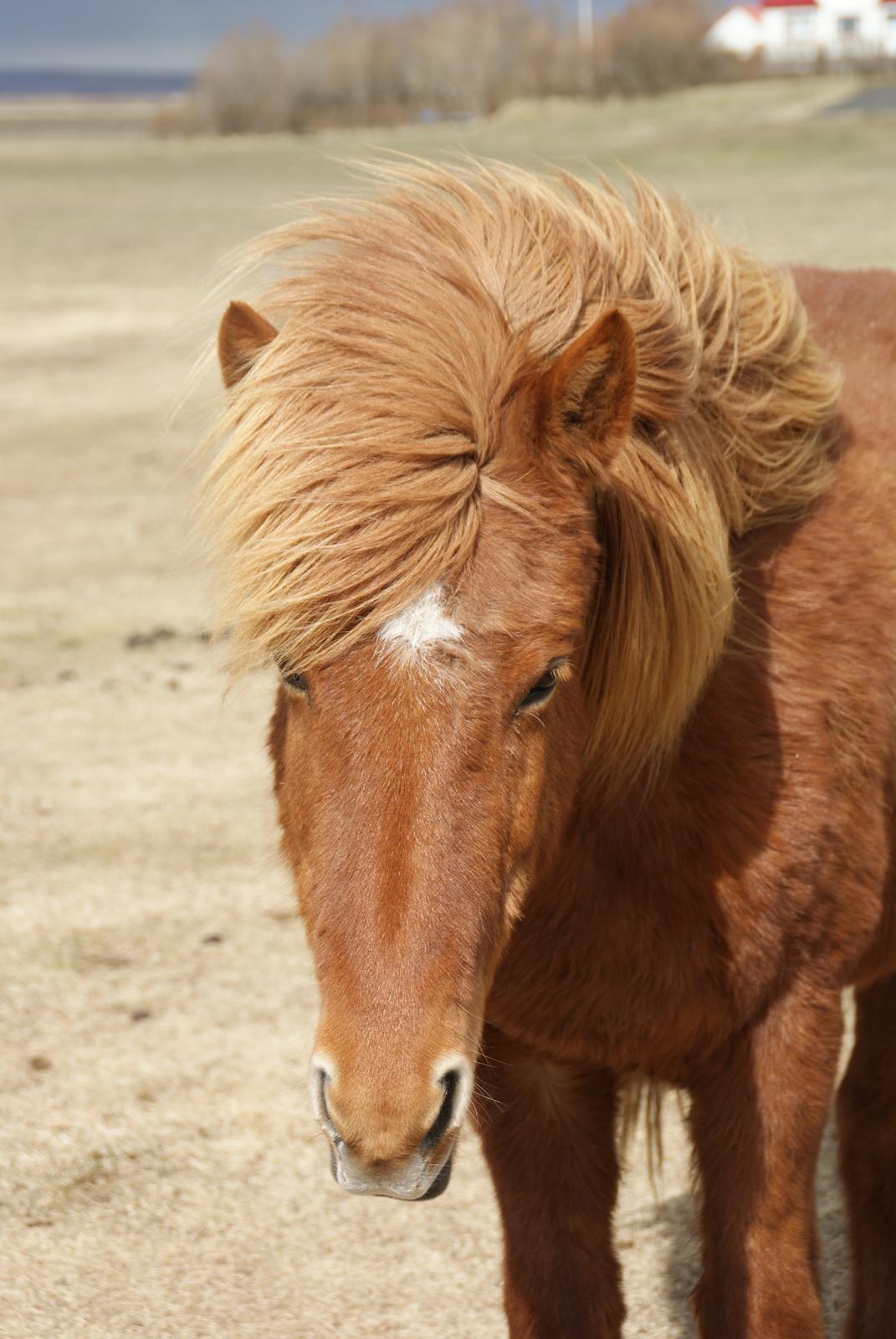 Islænder Glóð frá Voðmúlastöðum billede 2