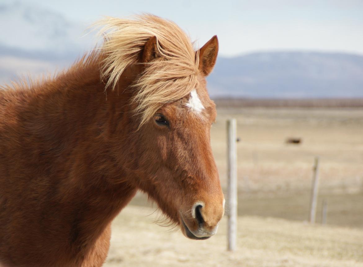 Islænder Glóð frá Voðmúlastöðum - My horse in the windy Iceland. billede 1