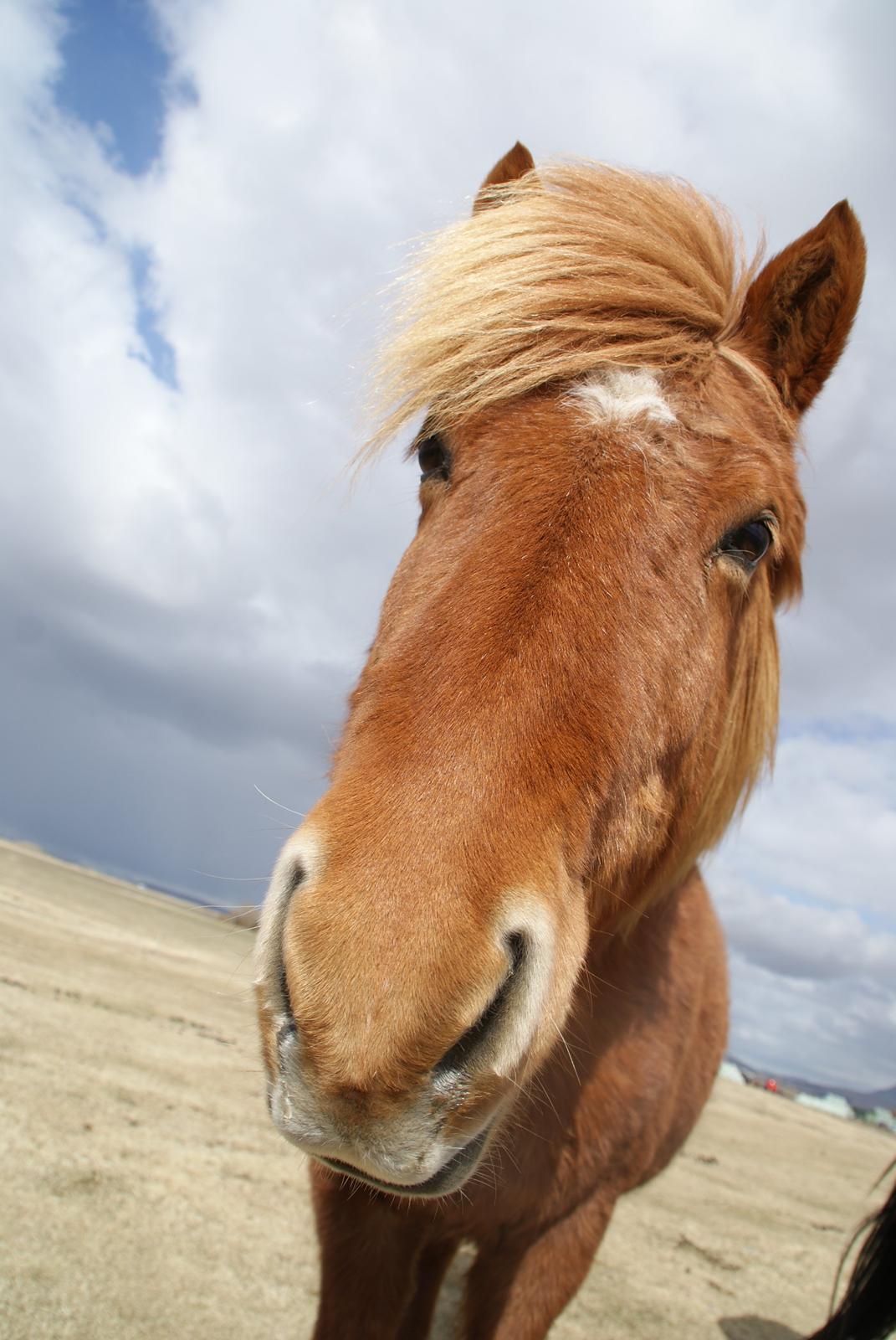 Islænder Glóð frá Voðmúlastöðum - Skøre hest :-) billede 3