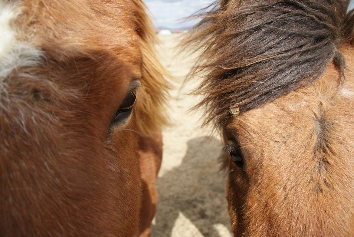Islænder Glóð frá Voðmúlastöðum - Glóð og Víkingur. billede 4
