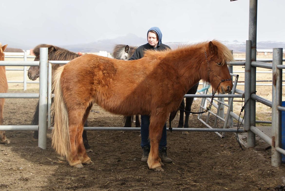 Islænder Glóð frá Voðmúlastöðum - Et billede vi tog for at kunne forestille os hendes størrelse lidt bedre. Jeg er 183 cm.  billede 5
