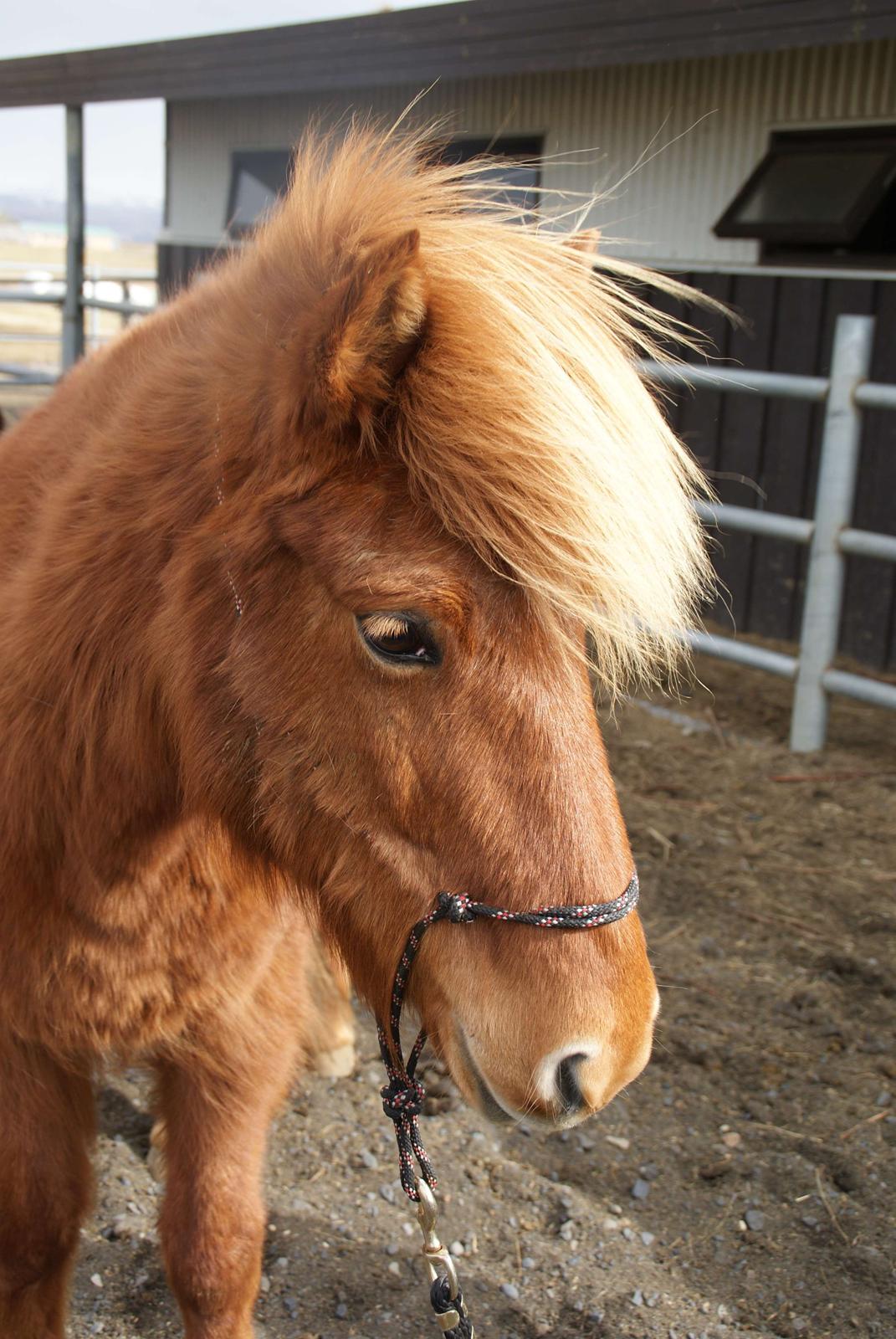 Islænder Glóð frá Voðmúlastöðum - Smukke hoved :-) billede 6