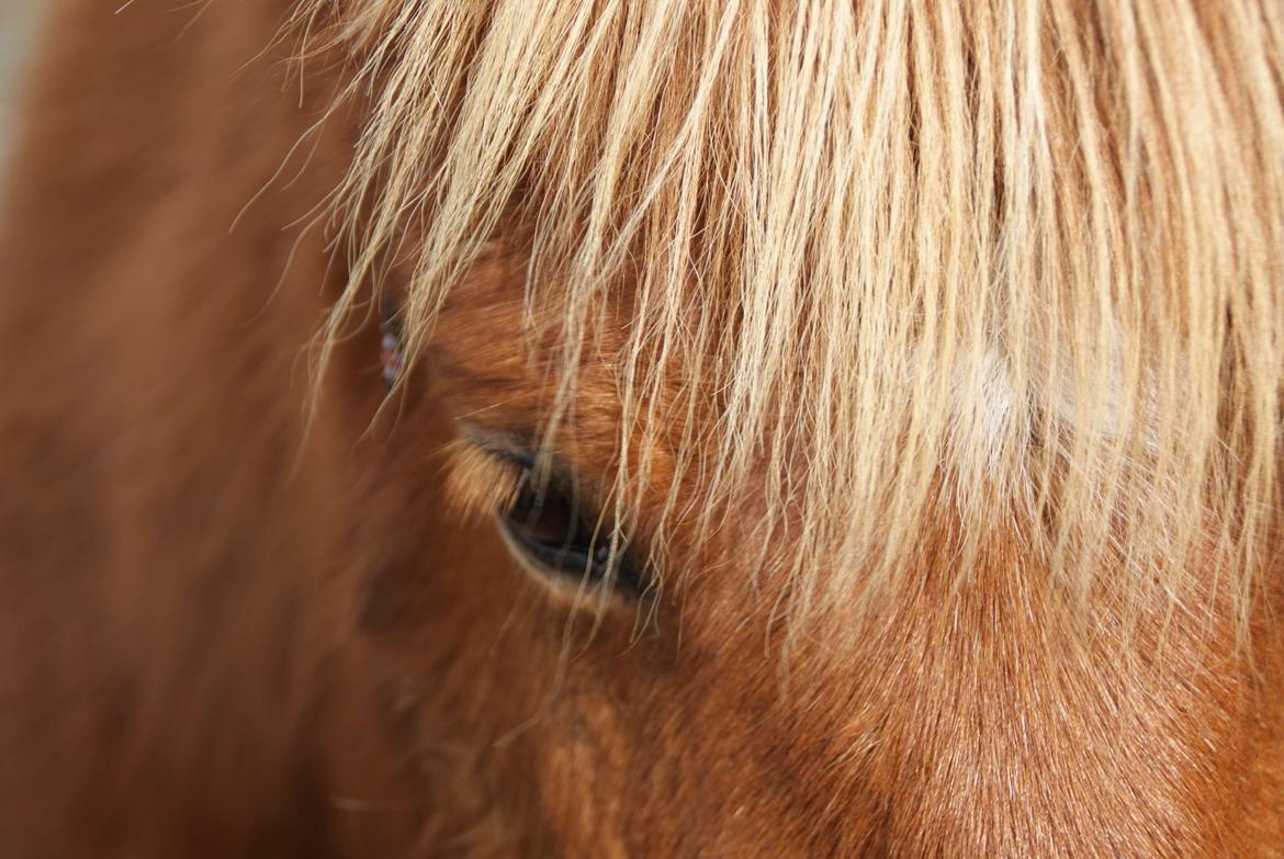 Islænder Glóð frá Voðmúlastöðum - De rareste øjne i hele verden! billede 7