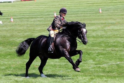 Welsh Cob (sec D) Ringside Thomas- Avl billede 2