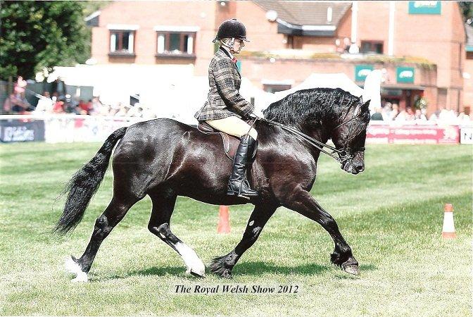 Welsh Cob (sec D) Ringside Thomas- Avl billede 1