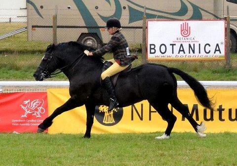 Welsh Cob (sec D) Ringside Thomas- Avl billede 3