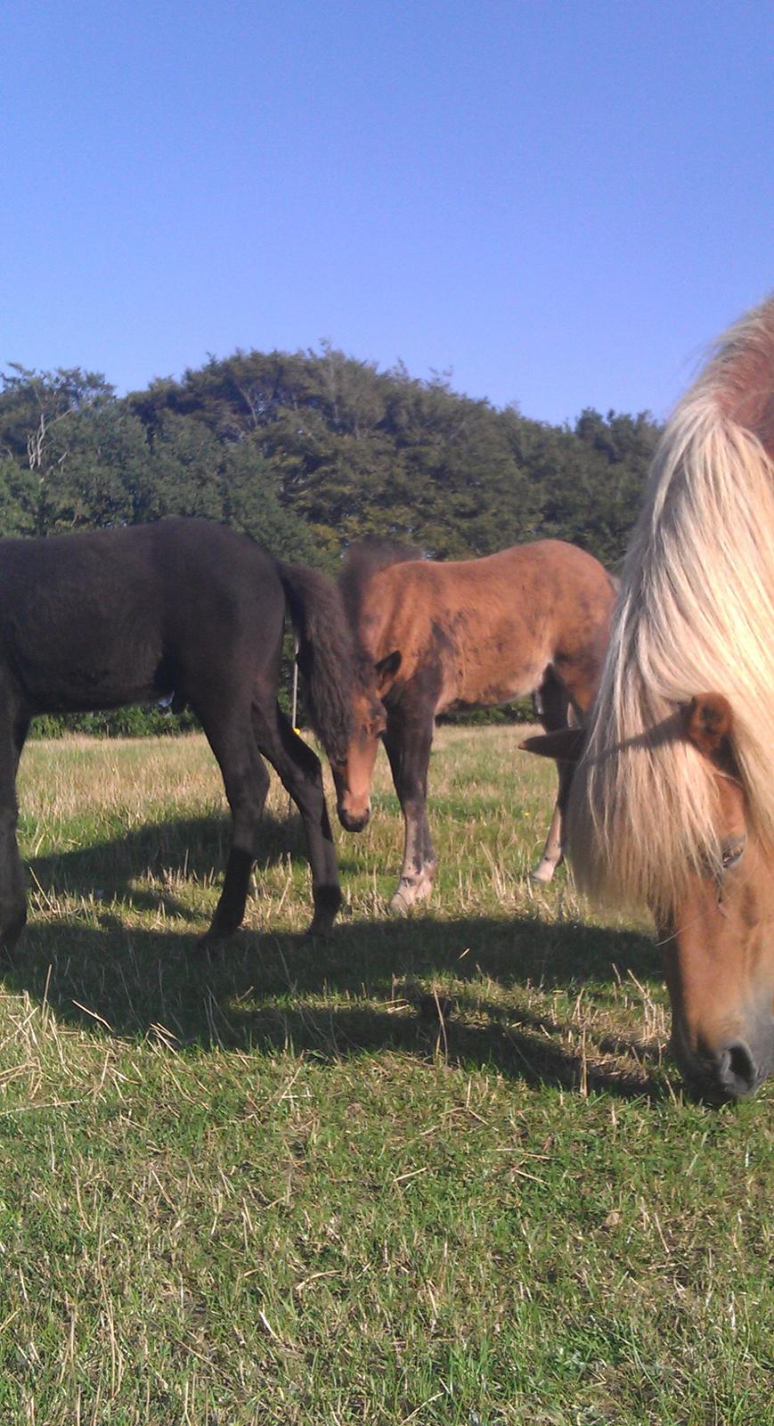 Islænder Kongur fra Fuglsang billede 11