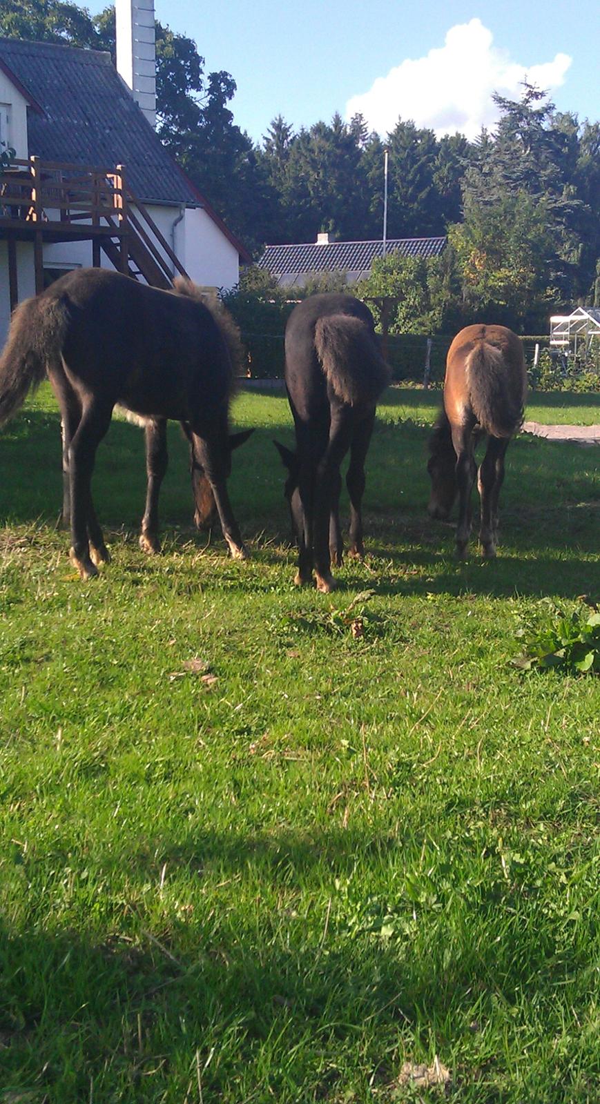 Islænder Kongur fra Fuglsang billede 13