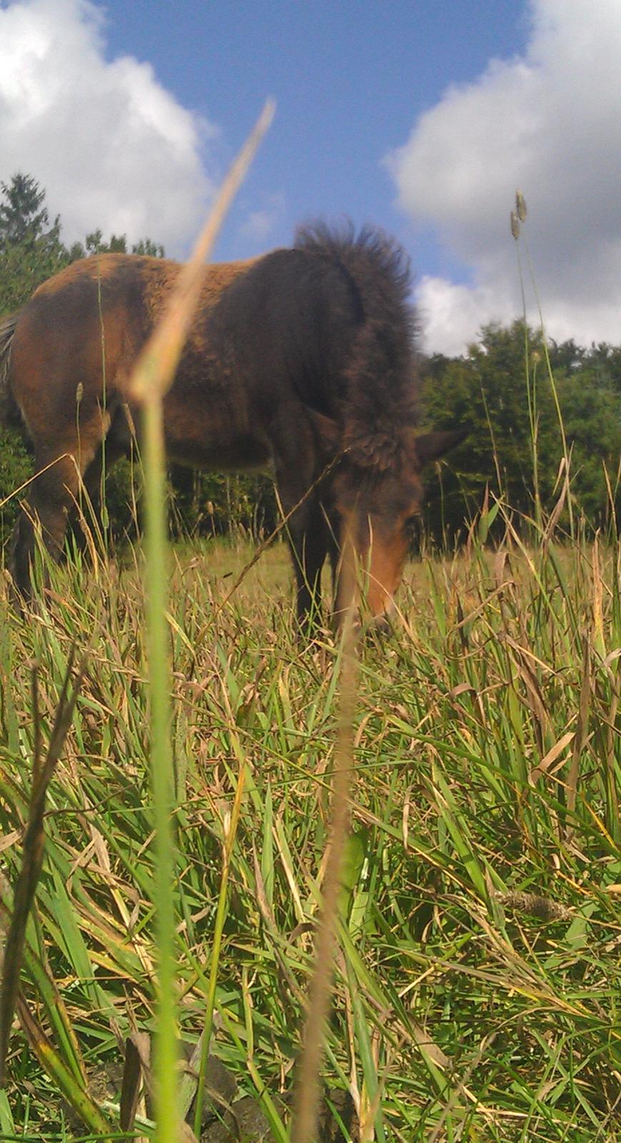 Islænder Kongur fra Fuglsang billede 14