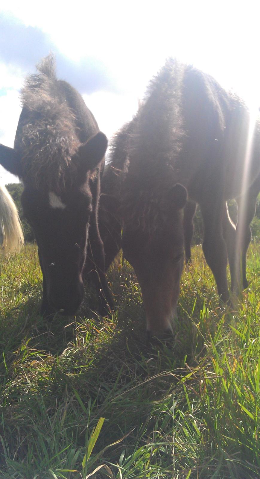 Islænder Kongur fra Fuglsang billede 15