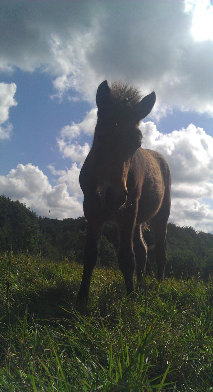 Islænder Kongur fra Fuglsang billede 2
