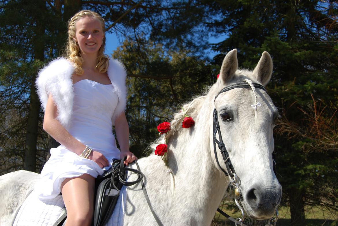 Welsh Pony (sec B) Lyngvejens Komet <3 - Konfirmation!<3 Min dejlige lille pony skulle jeg self. være sammen med på dagen!<3 billede 7