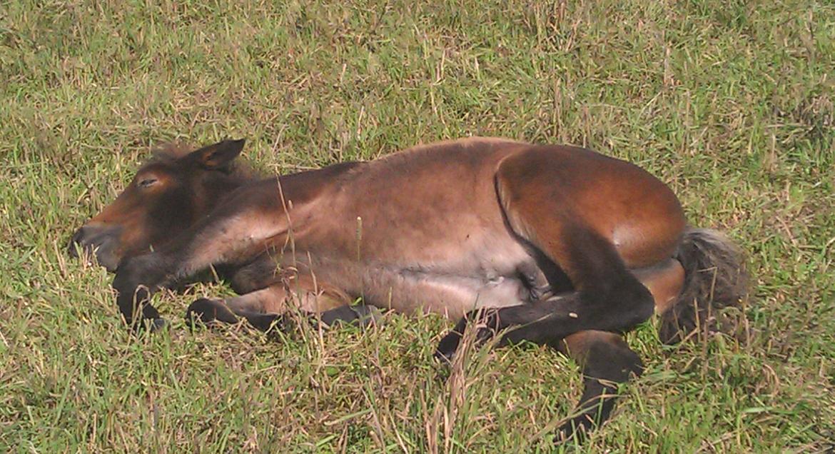 Islænder Kongur fra Fuglsang billede 16