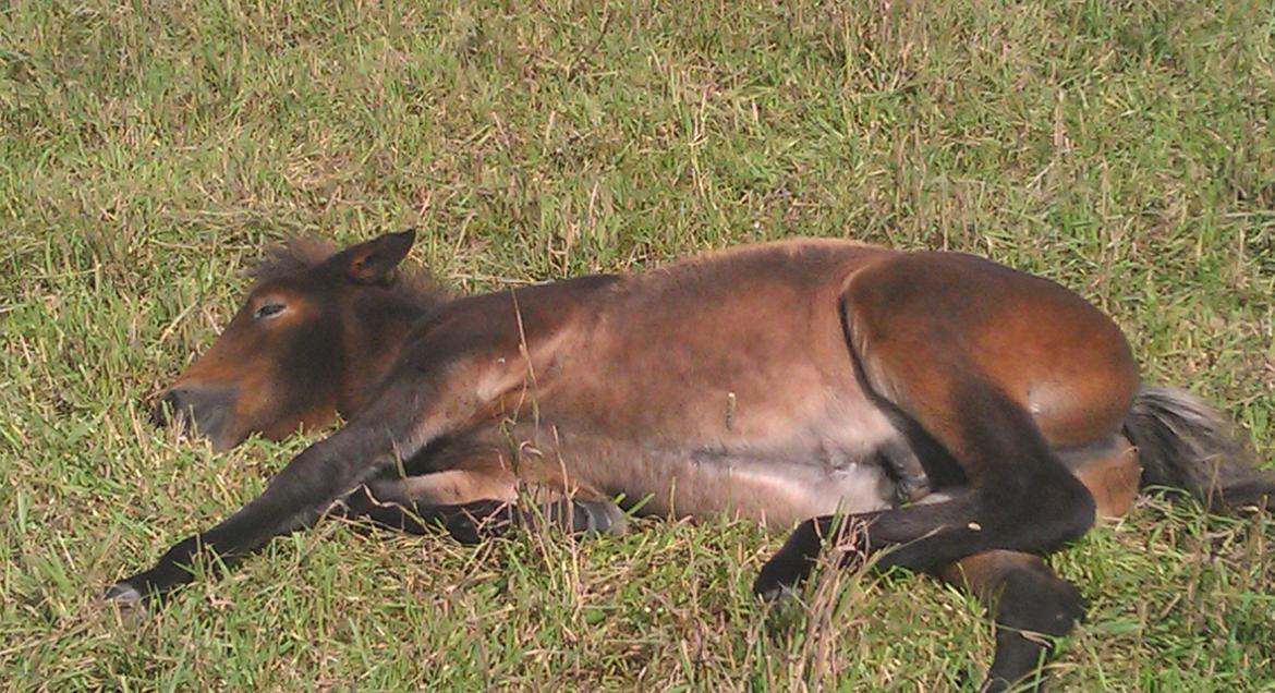 Islænder Kongur fra Fuglsang billede 17