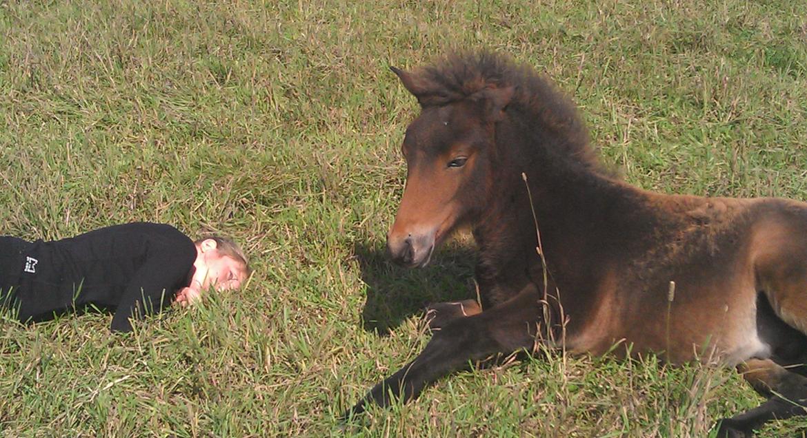 Islænder Kongur fra Fuglsang billede 18