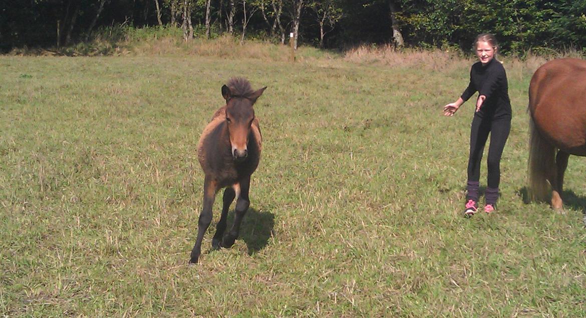 Islænder Kongur fra Fuglsang billede 20