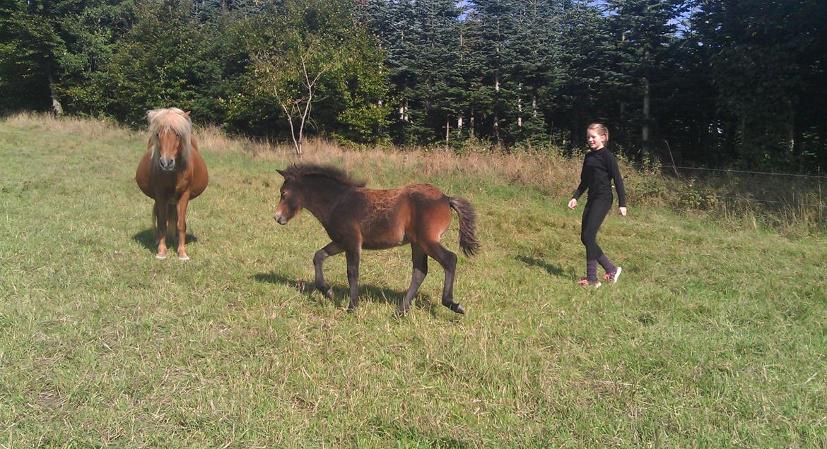 Islænder Kongur fra Fuglsang billede 21