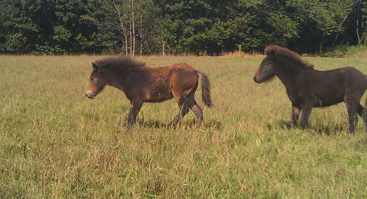 Islænder Kongur fra Fuglsang billede 22