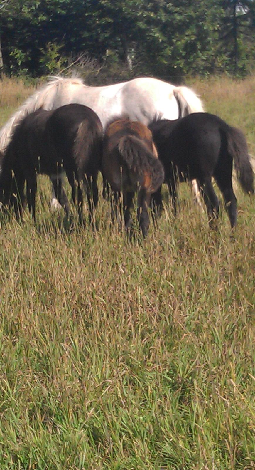 Islænder Kongur fra Fuglsang billede 23