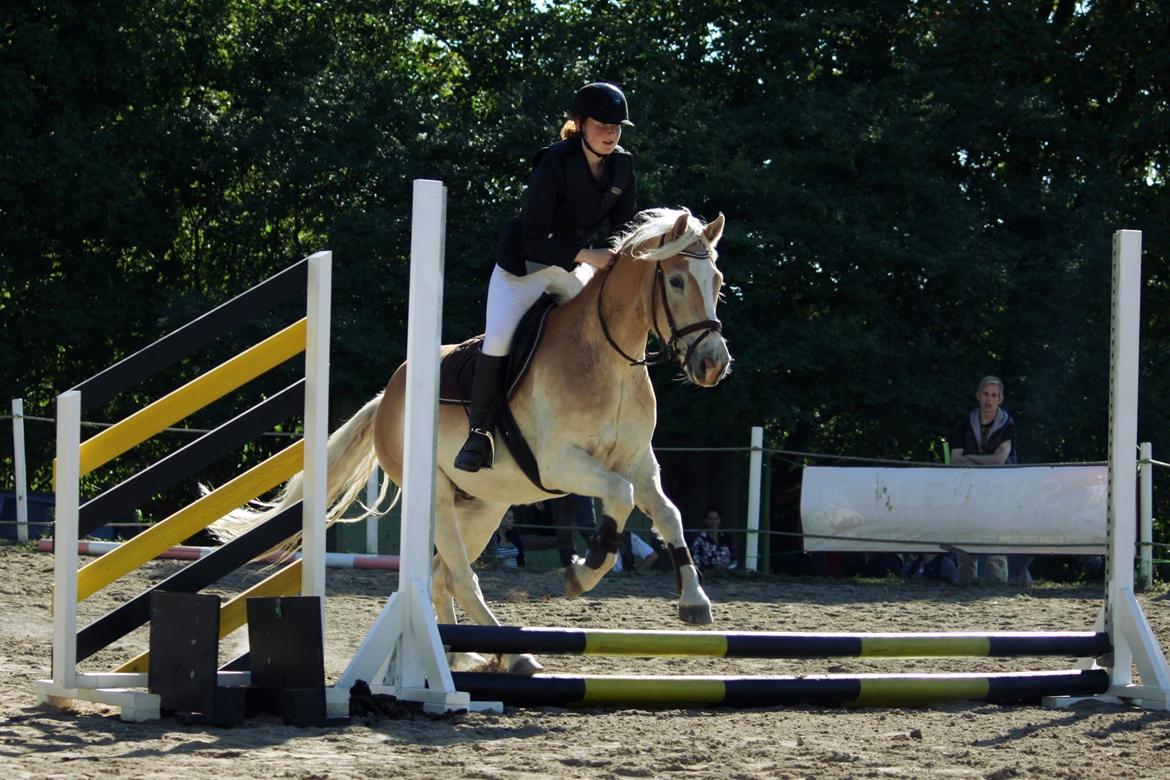 Tyroler Haflinger Anthony's Apollo - Apollo til sit første stævne her over 30 cm.  billede 13