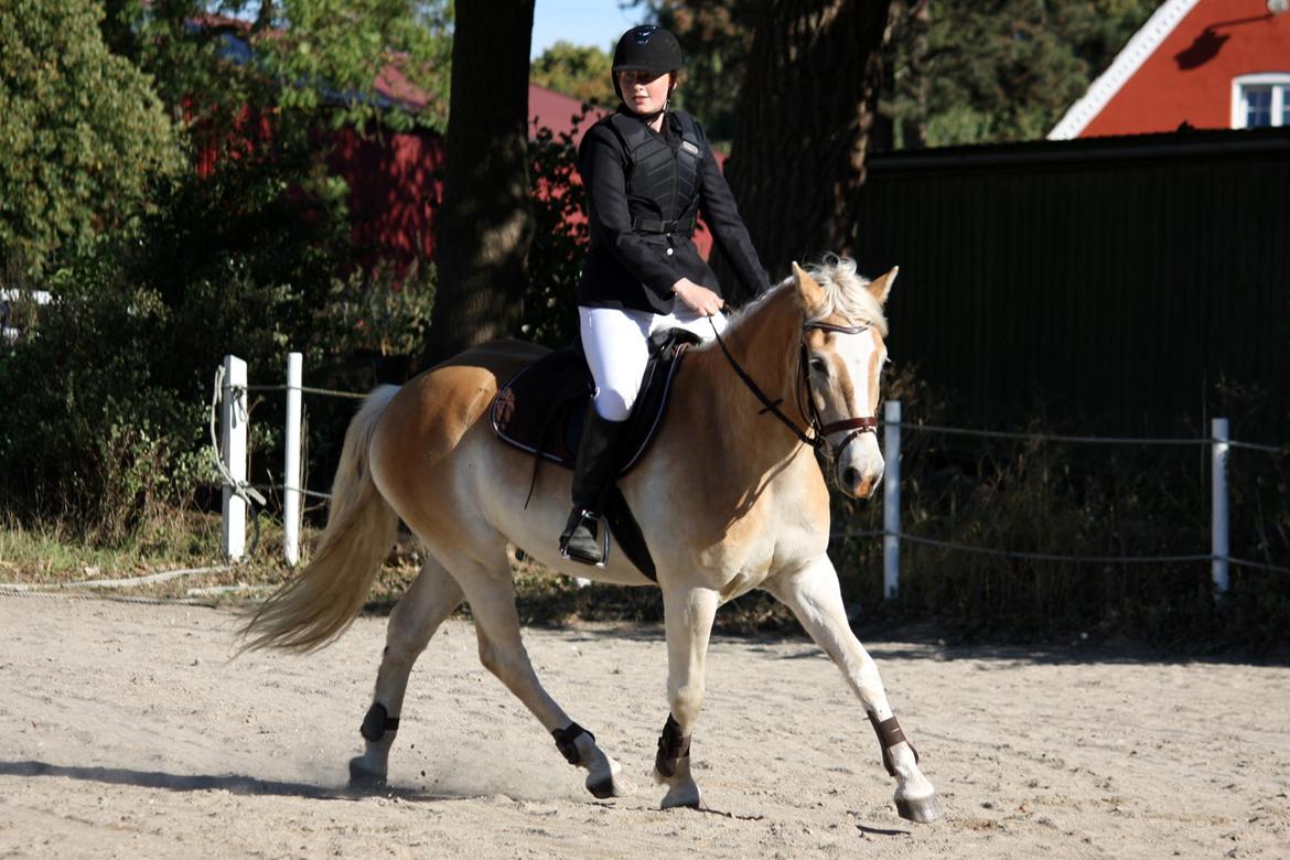 Tyroler Haflinger Anthony's Apollo - Jeg synes virkelig han er blevet fin at se på!! :D billede 2