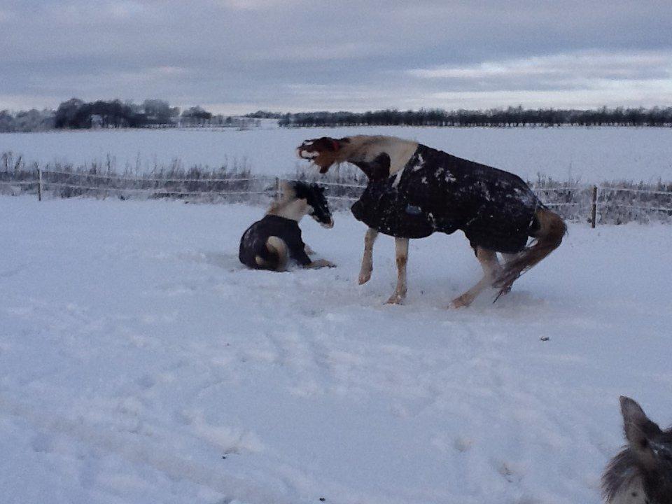 Anden særlig race Zhiwago *solgt* - Sne!!! billede 6