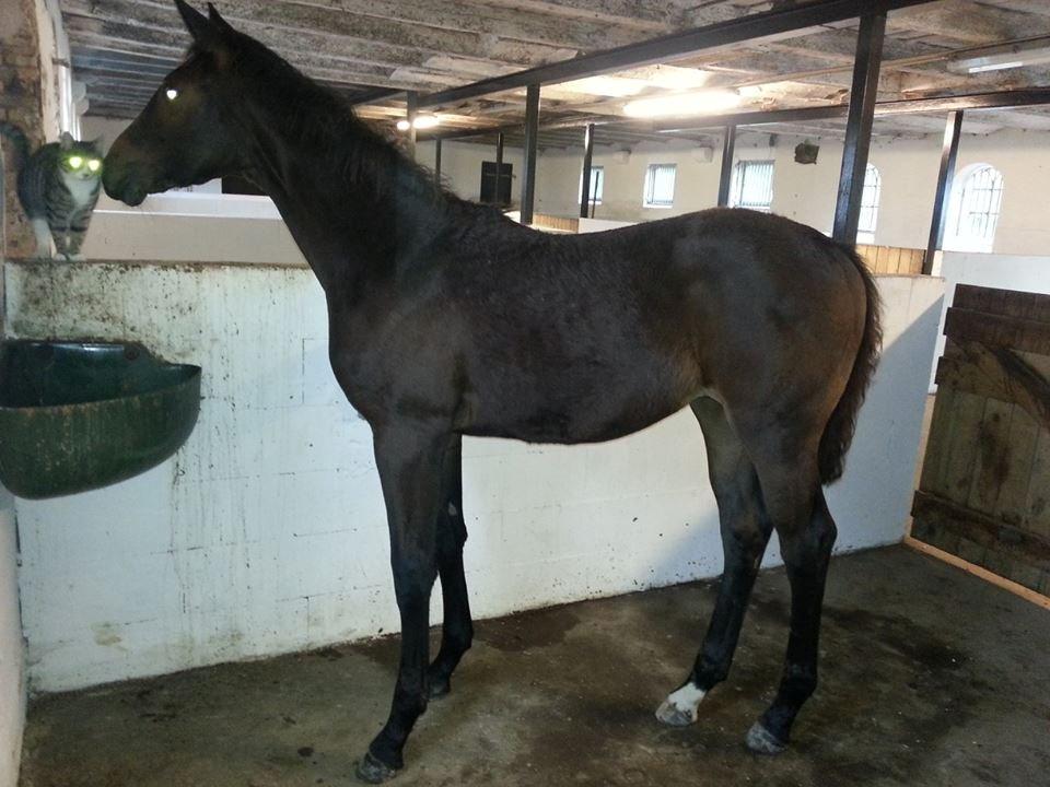 Hannoveraner Bielfire Choice (solgt)   - Næsten 5 mdr gl billede 18