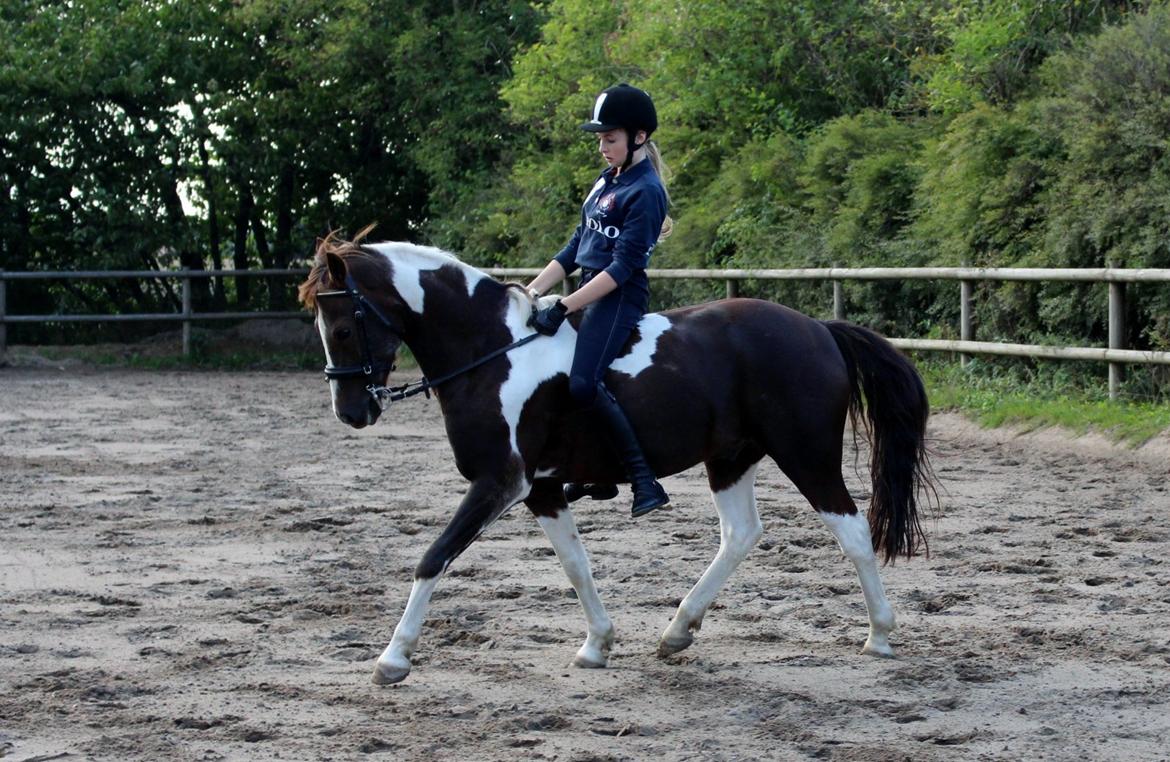 Pinto Cantona - Første gang uden saddel <3
10/9 - 13
Taget af: Sofie Jensen billede 12