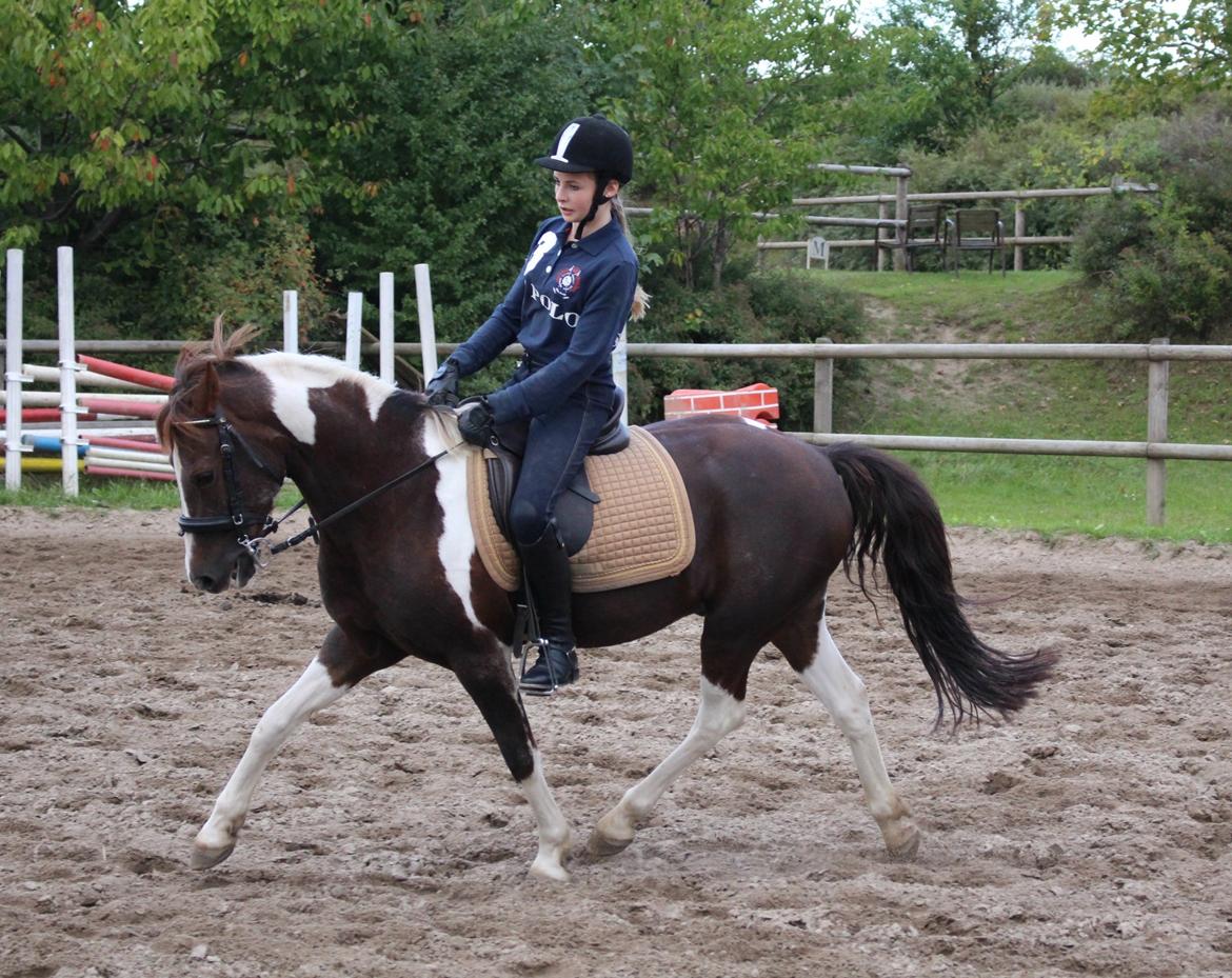 Pinto Cantona - Dressur på springbanen <3
10/9 - 13
Taget af: Sofie Jensen billede 1