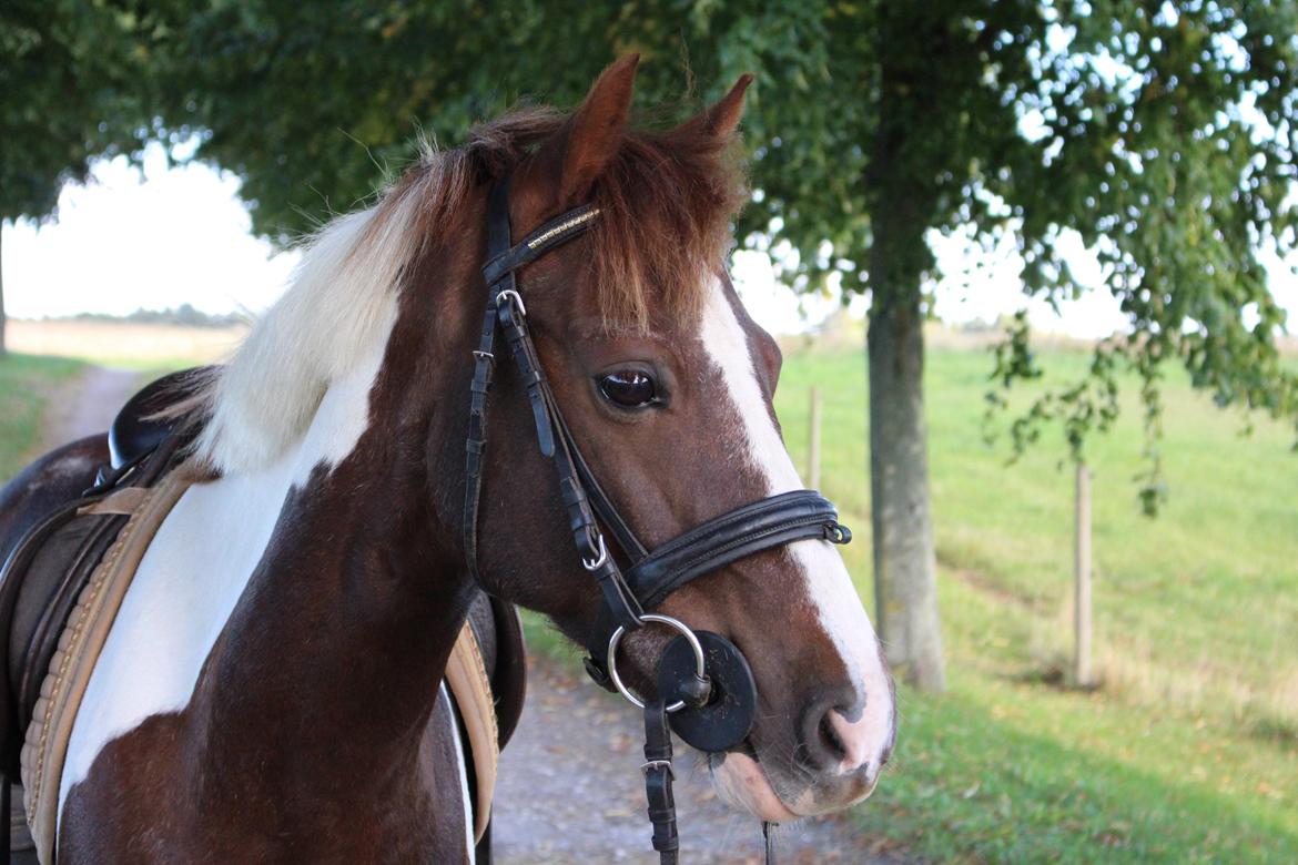 Pinto Cantona - Cantona <3
5/9 - 13
Taget af: Josephine Meyer billede 9