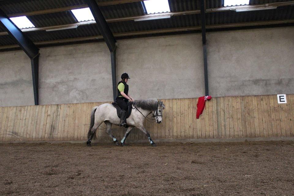 Islænder Disa fra Fruerlund - Disa og jeg inden lidt spring :) Forår 2013
Billede: Julie (: billede 14